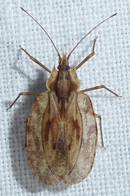 Pseudophatnoma laosana