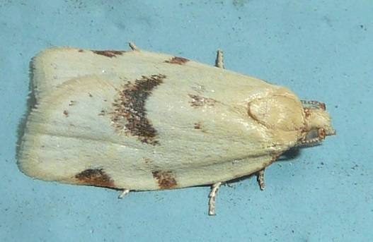 Argyrotaenia dorsalana