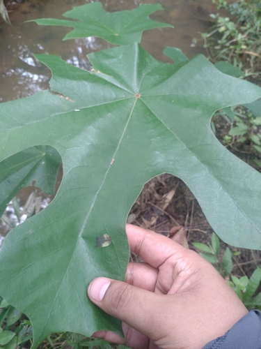 Pterospermum diversifolium, photograph 2