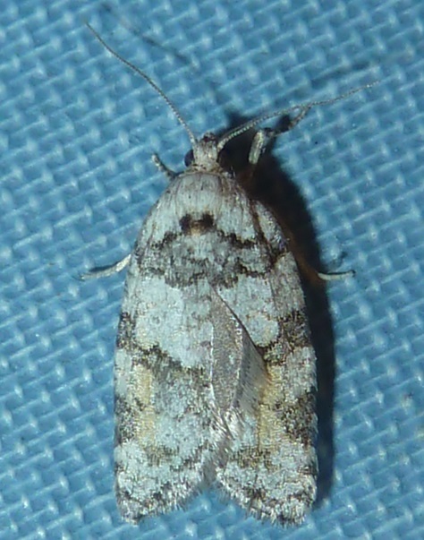 Argyrotaenia provana