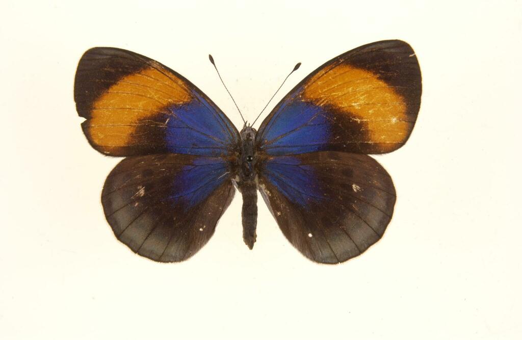 Asterope batesii
