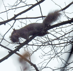 Sciurus carolinensis