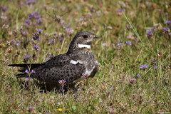 Chordeiles nacunda