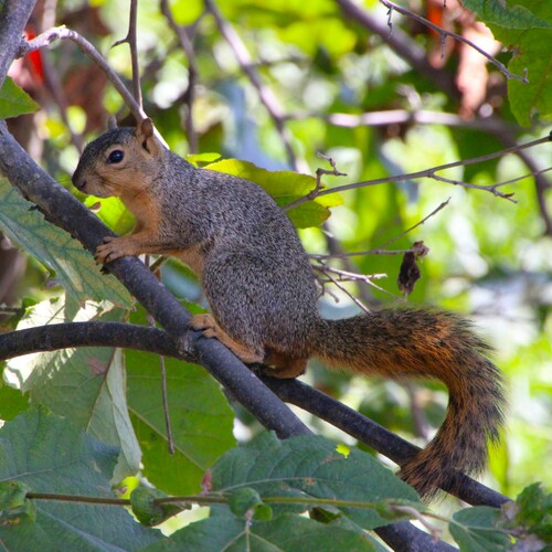 iNaturalist observation photo of Eastern Fox Squirrel