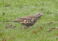 Turdus viscivorus
