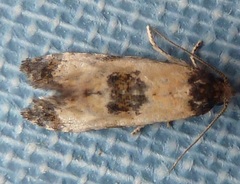 Neocochylis dubitana