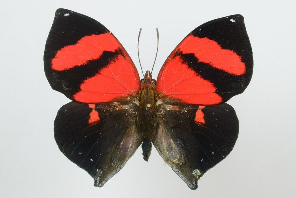 Red-striped Leafwing
