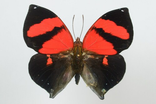 Red-striped Leafwing