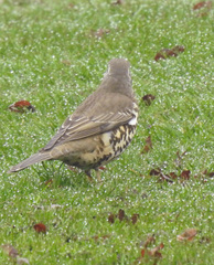 Turdus viscivorus