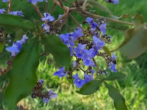Foto de Tarumã-do-cerrado