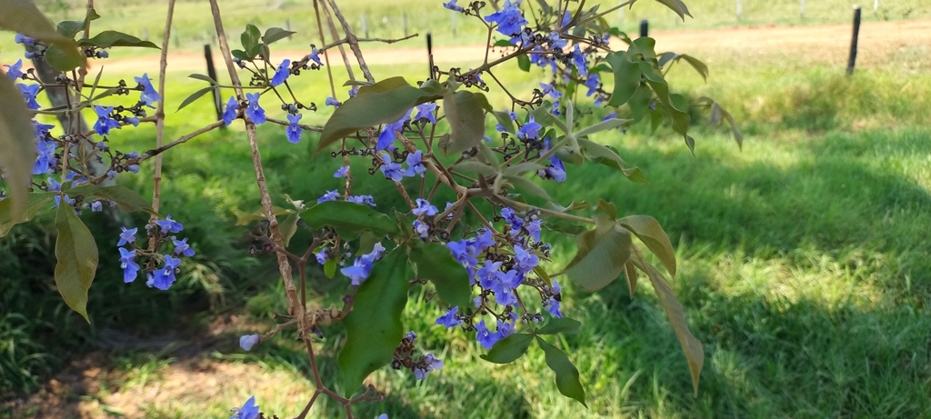 Foto de Tarumã-do-cerrado