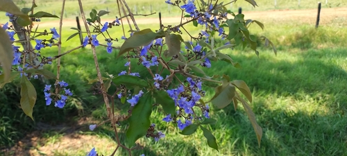 Tarumã-do-cerrado