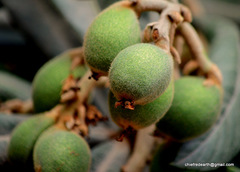 Eriobotrya japonica