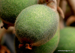 Eriobotrya japonica