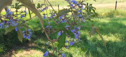 Foto de Tarumã-do-cerrado