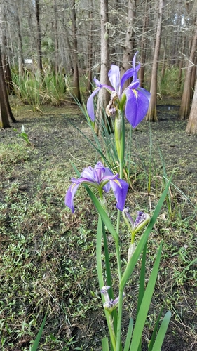 Iris hexagona image