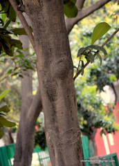 Eriobotrya japonica