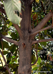 Eriobotrya japonica