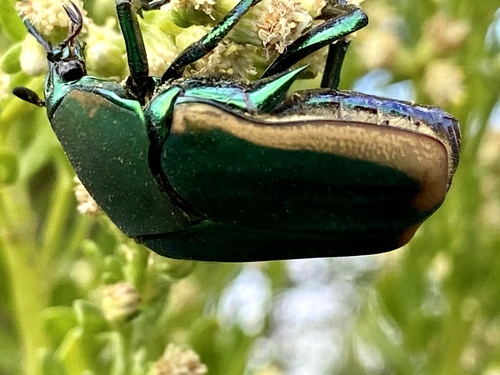 iNaturalist observation photo of Figeater Beetle