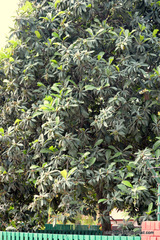Eriobotrya japonica
