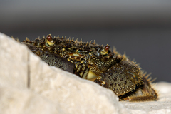 Warty Crab
