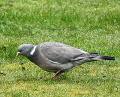 Columba palumbus