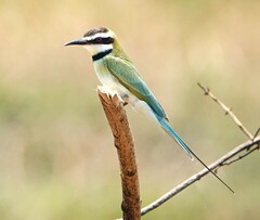 White-Throated Bee-Eater photo 1