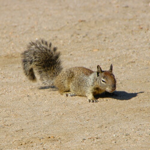 iNaturalist observation photo of California Ground Squirrel
