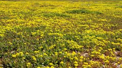 Lepidium flavum felipense