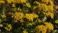 Lepidium flavum felipense