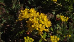 Lepidium flavum felipense