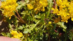 Lepidium flavum felipense
