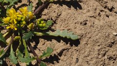 Lepidium flavum felipense