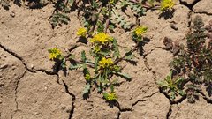 Lepidium flavum felipense