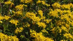Lepidium flavum felipense