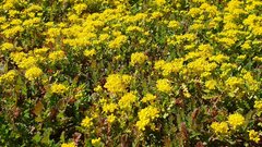 Lepidium flavum felipense