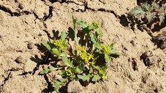 Lepidium flavum felipense