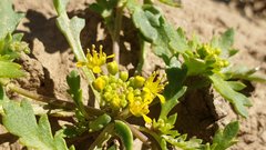 Lepidium flavum felipense