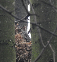 Sciurus carolinensis