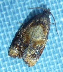 Ditula angustiorana