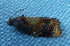 Ditula angustiorana