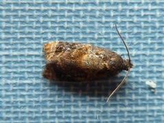 Ditula angustiorana