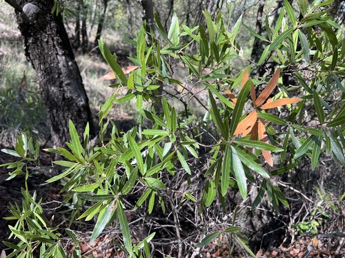 Sonoran oak (Quercus viminea)