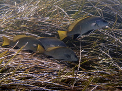 Sciaena umbra