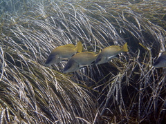 Sciaena umbra