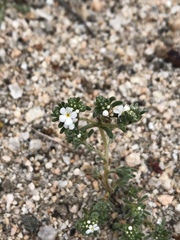 Eremocarya micrantha