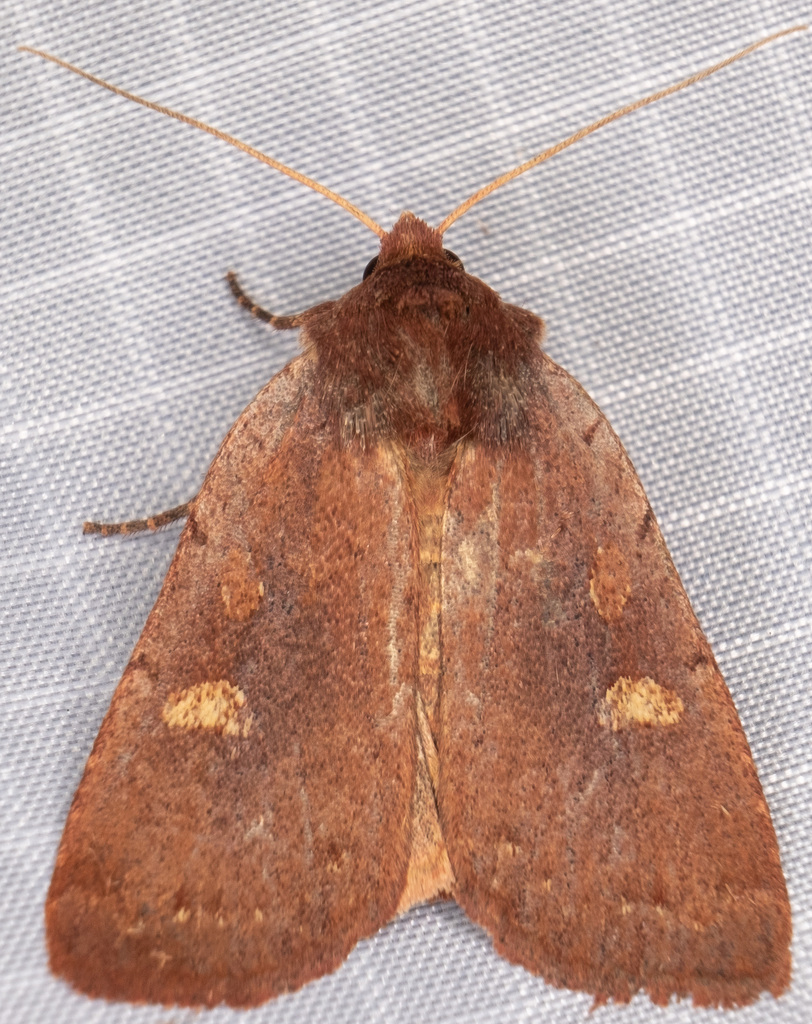 Dull Reddish Dart