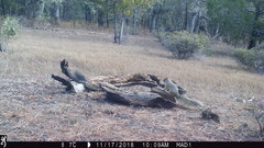Sciurus nayaritensis apache
