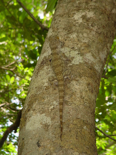 Madagascar Velvet Gecko