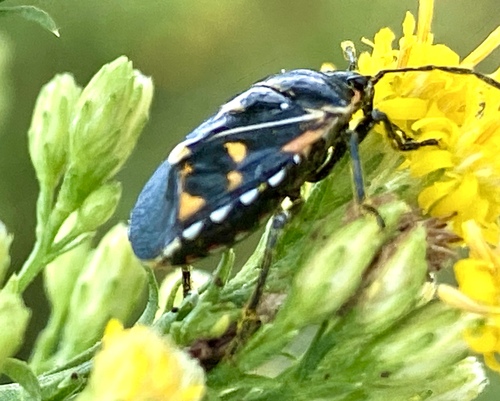 iNaturalist observation photo of Harlequin Bug